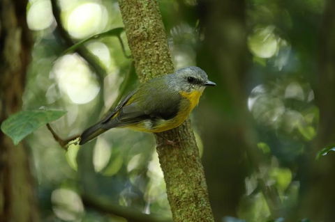 O'Reilly's Lamington National Park And Treetop Canopy Tour - Holiday Jervis Bay 3
