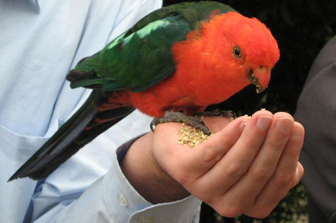 O'Reilly's Lamington National Park And Treetop Canopy Tour - Holiday Jervis Bay 1