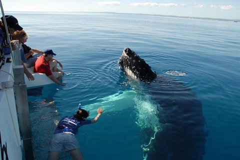 Blue Dolphin Exclusive Whale Watch Encounters - Holiday Jervis Bay 5
