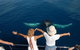 Blue Dolphin Exclusive Whale Watch Encounters - thumb 3