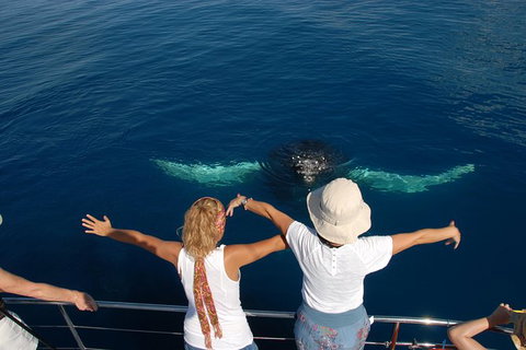 Blue Dolphin Exclusive Whale Watch Encounters - Holiday Jervis Bay 3