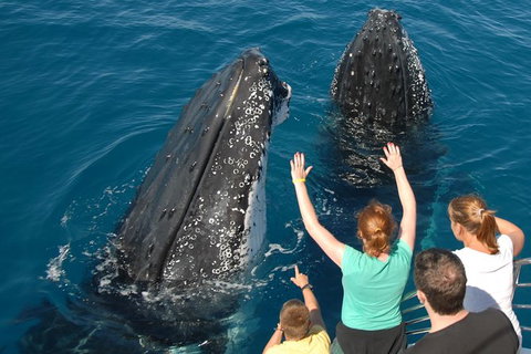 Blue Dolphin Exclusive Whale Watch Encounters - Holiday Jervis Bay 8