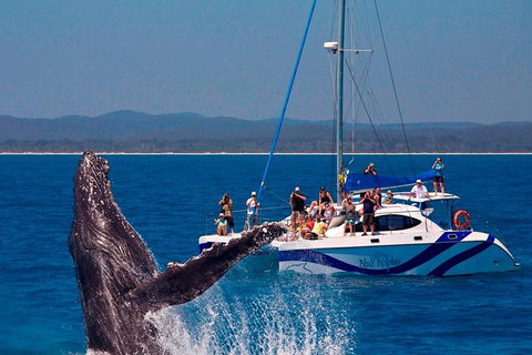 Blue Dolphin Exclusive Whale Watch Encounters - Holiday Jervis Bay 2
