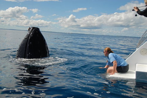 Blue Dolphin Exclusive Whale Watch Encounters - Holiday Jervis Bay 7