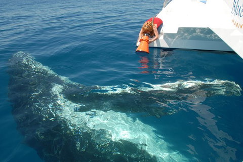Blue Dolphin Exclusive Whale Watch Encounters - Holiday Jervis Bay 4