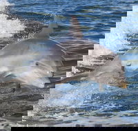 Noosa Oceanrider Scenic Dolphin Safari - Holiday Jervis Bay