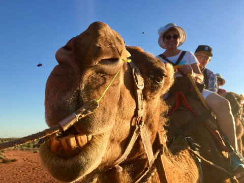 Uluru Small-Group Tour By Camel At Sunrise Or Sunset - Holiday Jervis Bay 7