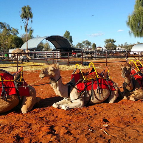 Uluru Small-Group Tour By Camel At Sunrise Or Sunset - Holiday Jervis Bay 15