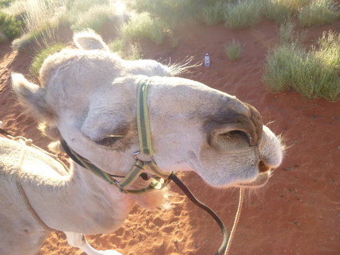 Uluru Small-Group Tour By Camel At Sunrise Or Sunset - Holiday Jervis Bay 10
