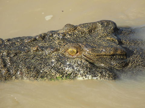 Darwin Jumping Crocodiles Cruise On Adelaide River - Holiday Jervis Bay 4