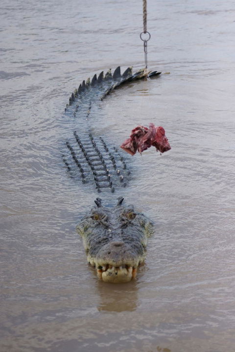 Darwin Jumping Crocodiles Cruise On Adelaide River - Holiday Jervis Bay 7