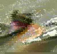 Darwin Jumping Crocodiles Cruise on Adelaide River - Holiday Jervis Bay