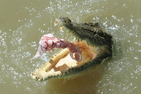 Darwin Jumping Crocodiles Cruise On Adelaide River - Holiday Jervis Bay 0