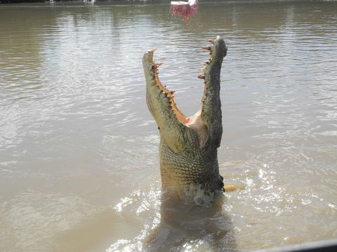 Darwin Jumping Crocodiles Cruise On Adelaide River - Holiday Jervis Bay 5