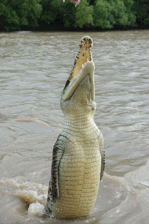 Darwin Jumping Crocodiles Cruise On Adelaide River - Holiday Jervis Bay 6