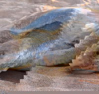 Turtle Tracks Tour to Bare Sand Island from Darwin - Holiday Jervis Bay