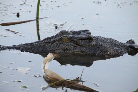 Darwin To Katherine Day Trip By Air Including Nitmiluk (Katherine) Gorge Cruise - Holiday Jervis Bay 3