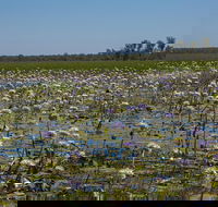 230pm Safari Cruise 1.5 Hours - Holiday Jervis Bay
