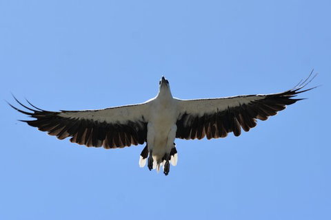 Tweed River And Rainforest Eco Cruise - Holiday Jervis Bay 7