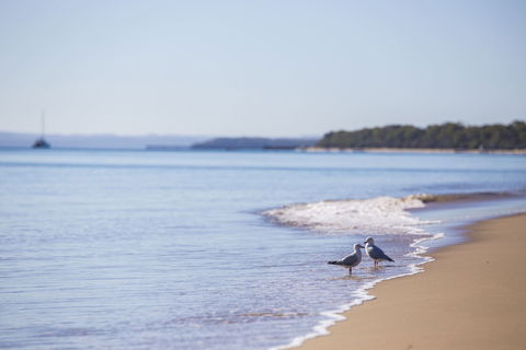 Birdwatching On The Fraser Coast - Holiday Jervis Bay 2