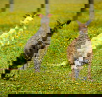 Bordertown Wildlife Park - Holiday Jervis Bay