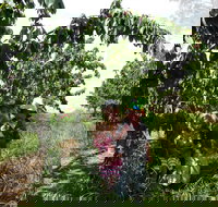 Harben Vale Pick Your Own Cherries - Holiday Jervis Bay