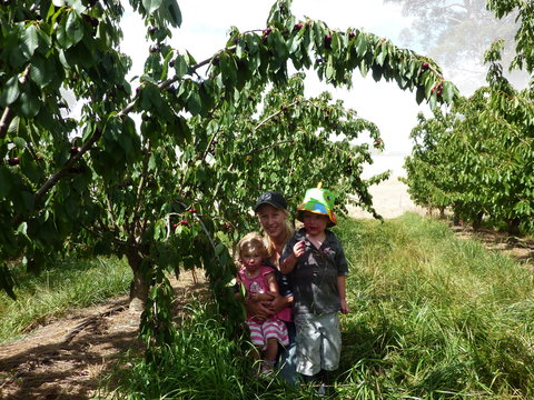 Harben Vale Pick Your Own Cherries - Holiday Jervis Bay 0