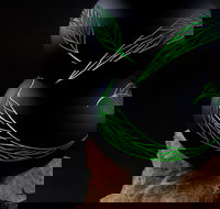 James McMurtrie's  Glass Blowing Studio and Gallery - Holiday Jervis Bay