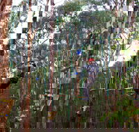 Kinglake Forest Adventures - Holiday Jervis Bay