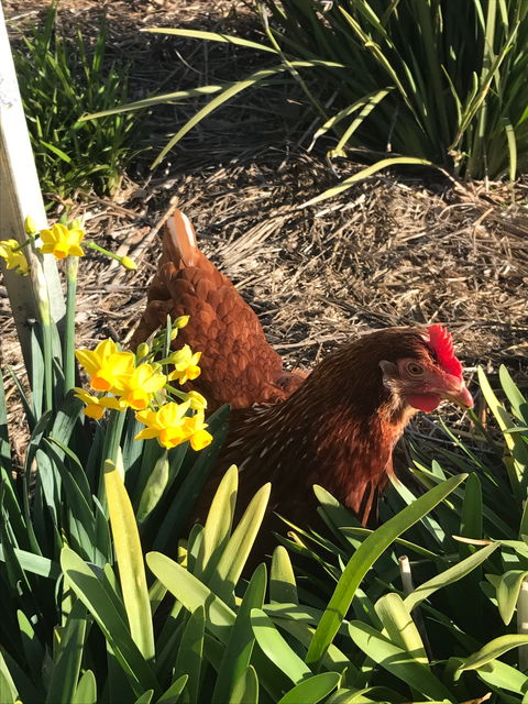 Lessismore Farm Afternoon Farmer - Holiday Jervis Bay 2