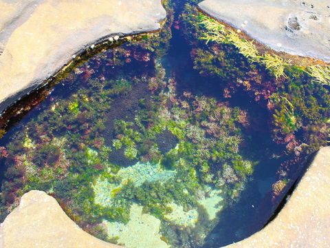Little Shelley - Holiday Jervis Bay 1
