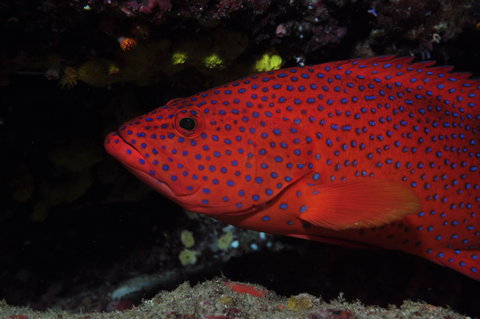 Maori Wrasse Bommie Dive Site - Holiday Jervis Bay 0