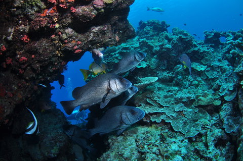 Maori Wrasse Bommie Dive Site - Holiday Jervis Bay 1