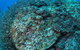 Maori Wrasse Bommie Dive Site - thumb 2
