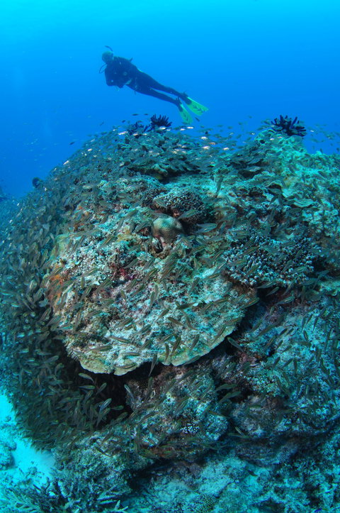 Maori Wrasse Bommie Dive Site - Holiday Jervis Bay 2