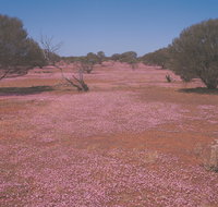 Meekatharra - Holiday Jervis Bay