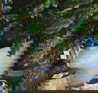 Noreen's Seaside Shop - Holiday Jervis Bay