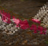 Belgrave - Holiday Jervis Bay