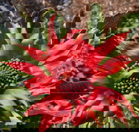 Inverawe Native Gardens
