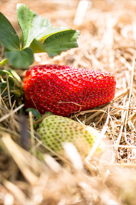 Kate's Berry Farm - Holiday Jervis Bay 2