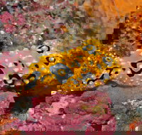 Magic Mountain Dive Site - Holiday Jervis Bay