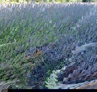 Melton - Holiday Jervis Bay