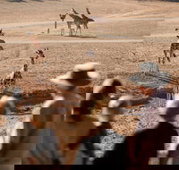 Monarto Safari Park - Holiday Jervis Bay