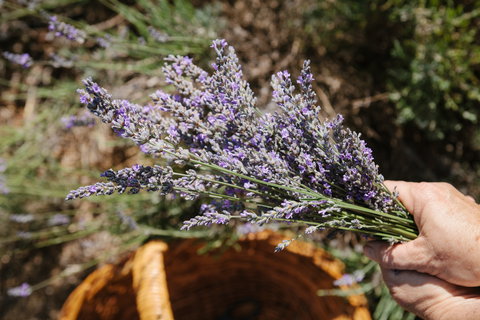 Nannup Lavender Farm - Holiday Jervis Bay 2