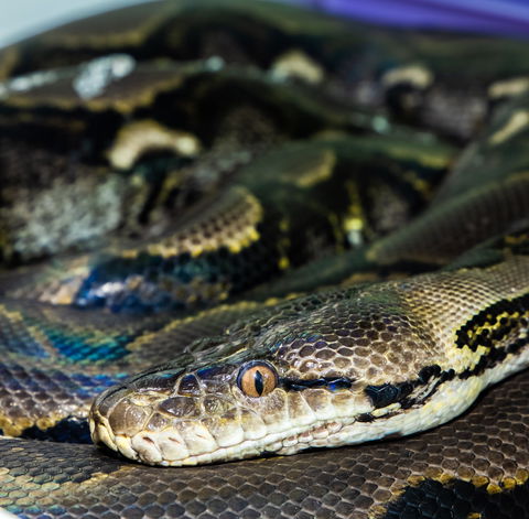 Serpentarium Wildlife Park Tasmania - Holiday Jervis Bay 1