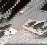 The Patriarch Wildlife Sanctuary - Holiday Jervis Bay