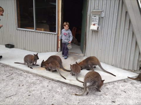 The Patriarch Wildlife Sanctuary - Holiday Jervis Bay 0
