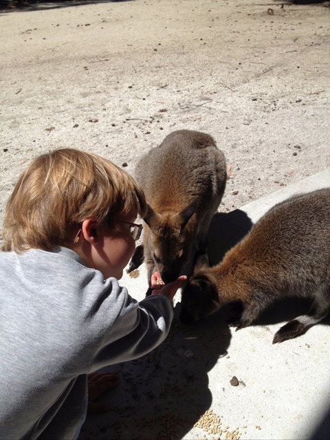 The Patriarch Wildlife Sanctuary - Holiday Jervis Bay 1