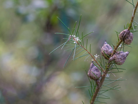 Wallumatta Loop Trail - Holiday Jervis Bay 0