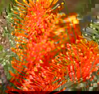 Wongan Hills Wildflowers - Holiday Jervis Bay